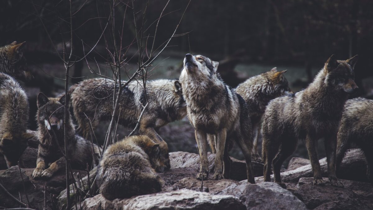 Wolves