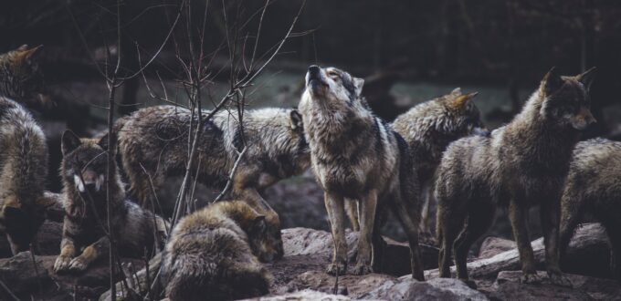 Wolves